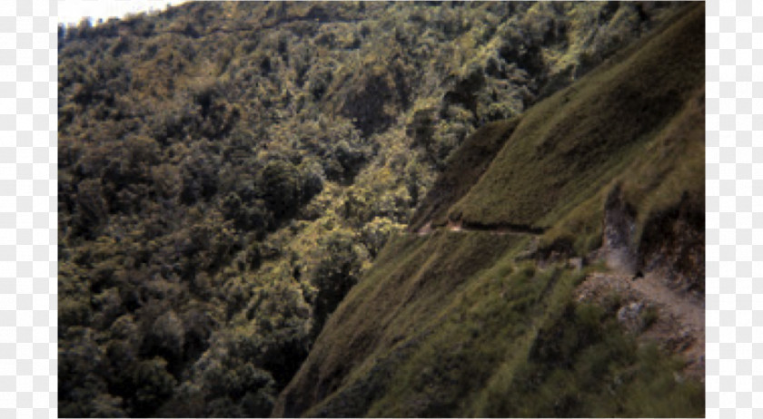 Porphyry Geology Outcrop Forest Mineral Resource Classification Plant Community PNG