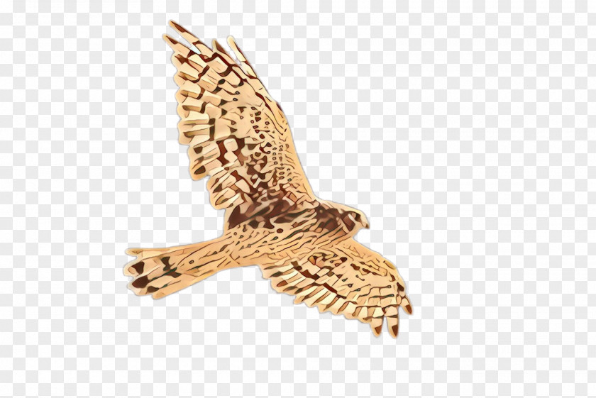 Sharp Shinned Hawk Accipitridae Bird Peregrine Falcon Cooper's Of Prey PNG