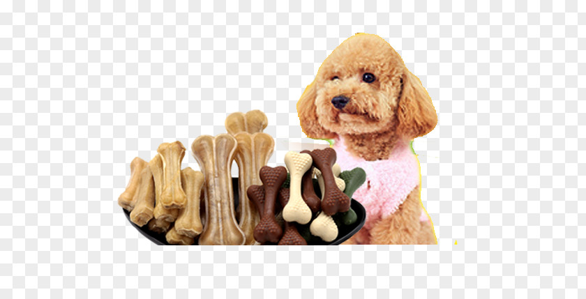 Teddy And Bones Cockapoo Cavapoo Goldendoodle Puppy Dog Breed PNG