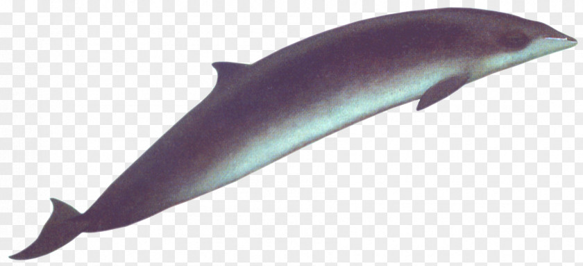 Whale Porpoise White-beaked Dolphin Rough-toothed Common Bottlenose Tucuxi PNG
