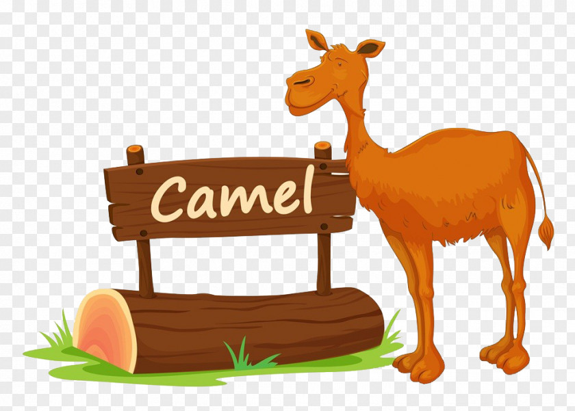 A Camel Nameplate Drawing Royalty-free Illustration PNG