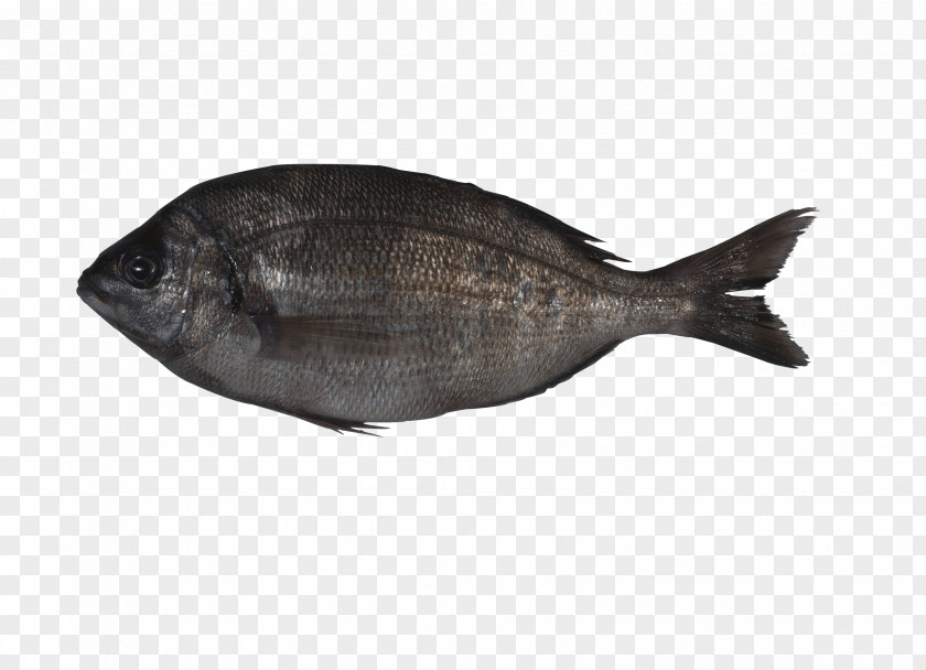 Fish Sole Products Oily Milkfish PNG