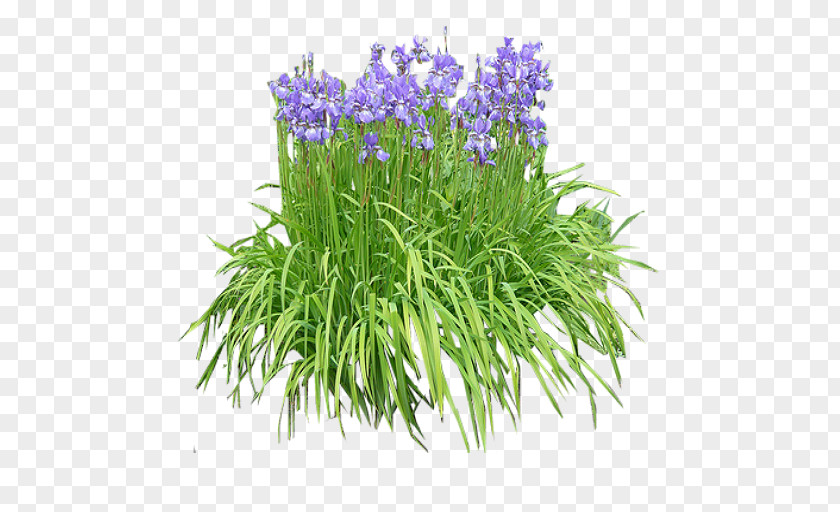 Lavender Flower English Iris Pseudacorus Plant Shrub Orchids PNG