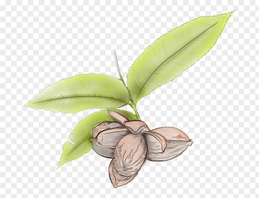 Leaf Pecan Tree Gall Nut PNG