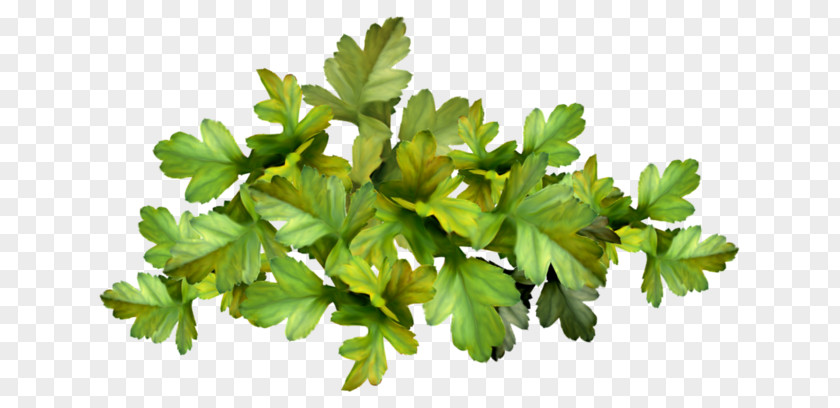Vegetable Parsley Marjoram Herb PNG