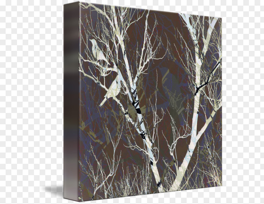 White Birch Gallery Wrap /m/083vt Canvas Wood PNG