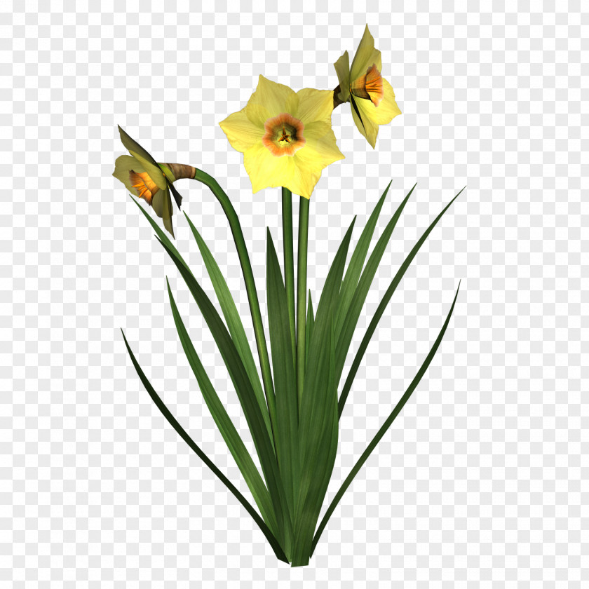 Daffodil Narcissus Pseudonarcissus Tazetta I Wandered Lonely As A Cloud Clip Art PNG