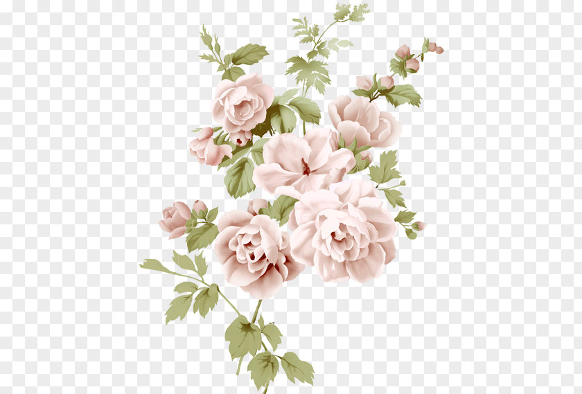 Flower Garden Roses Cabbage Rose Cut Flowers Floral Design Bouquet PNG