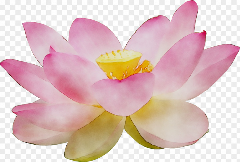 Sacred Lotus Pink M Lotus-m PNG