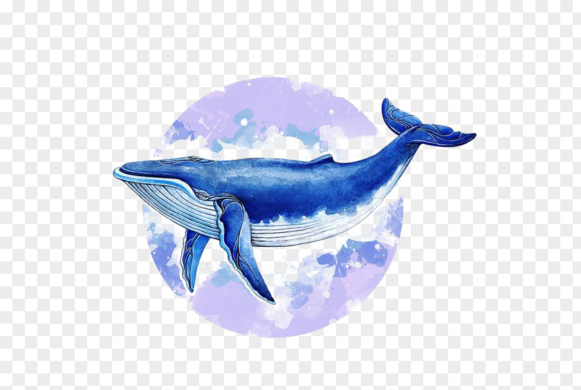 Watercolor Whale Blue Baleen Illustrator Illustration PNG
