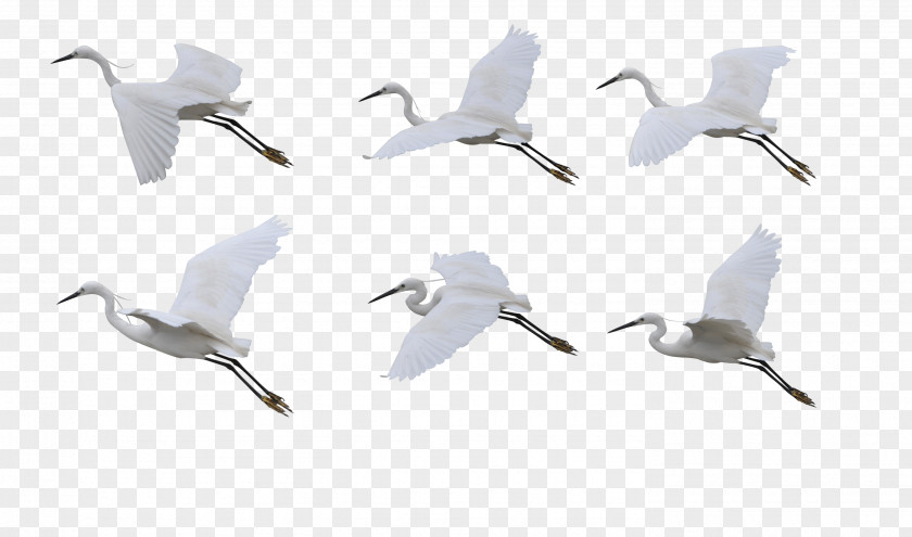 Crane Siberian Bird Flight PNG