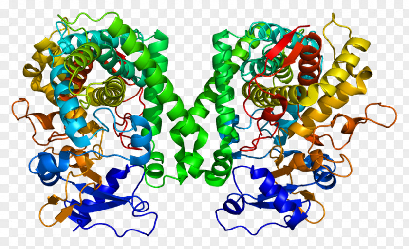 CYP2C8 Cytochrome P450 C Oxidase Gene CYP2C9 PNG