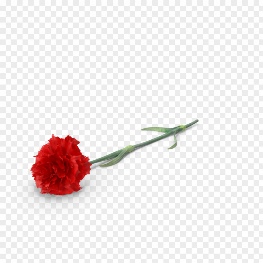 Flower Carnation Cut Flowers PNG