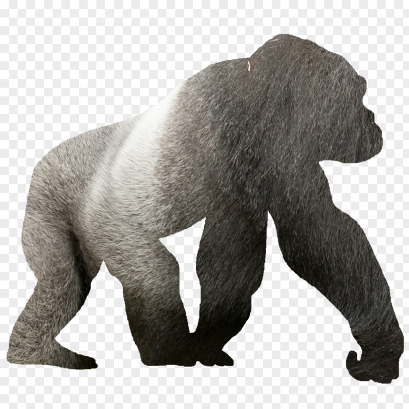 Gorilla Western Lowland Silhouette Clip Art PNG