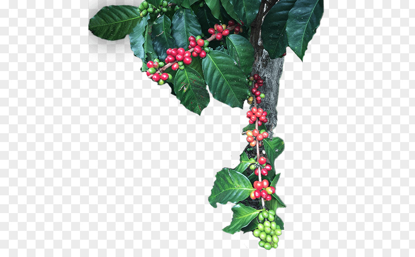 Aquifoliales Five-flavor Berry Barry M Leaf Branching PNG