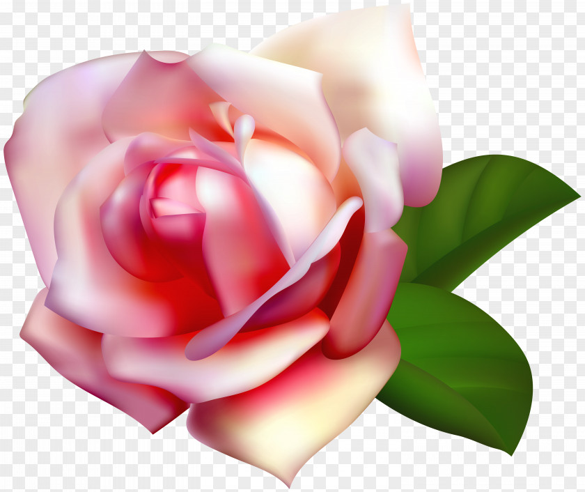 Beautiful Rose Clip Art Image Garden Roses Centifolia Rosa Chinensis PNG
