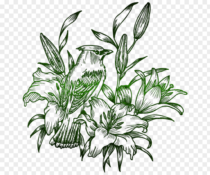 Flower Bird-and-flower Painting Drawing PNG