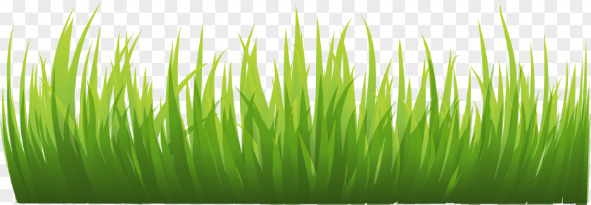Grass Image, Green Picture Animation Icon PNG