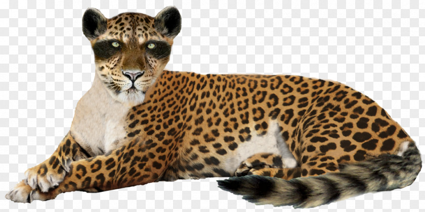 Leopard Felidae Jaguar Clip Art PNG