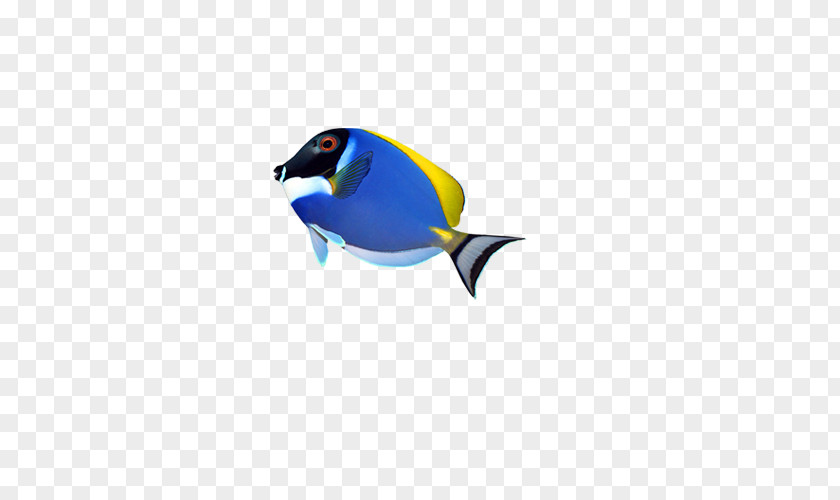 Fish Computer File PNG