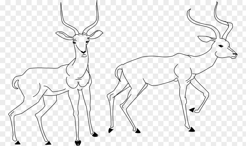 Reindeer Antelope Drawing Line Art Clip PNG