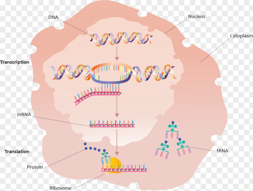 Transcription Factor Protein Biosynthesis Gene Translation PNG