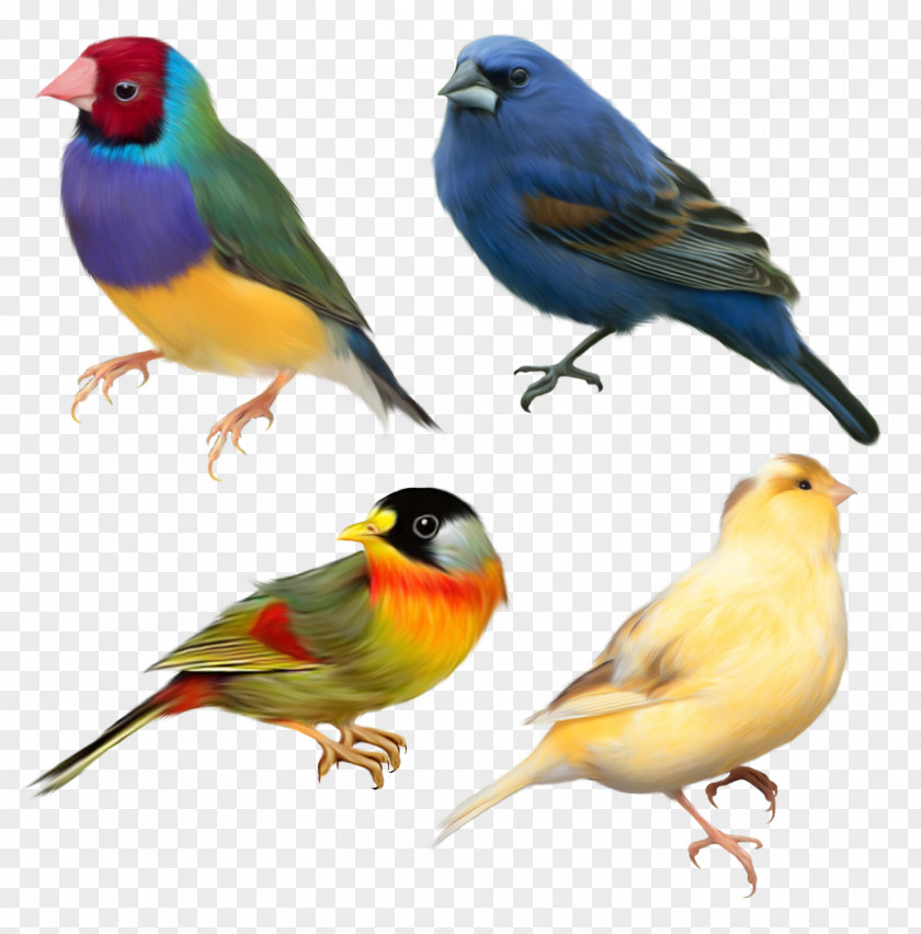 Birds Domestic Canary Bird Finch Sparrow PNG
