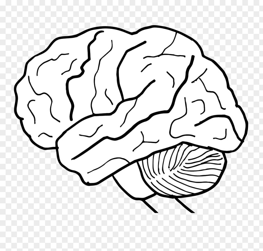 Brain Human Body Nervous System Worksheet PNG