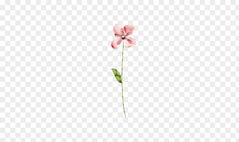 Moth Orchids Cut Flowers Pink M Plant Stem Bud PNG