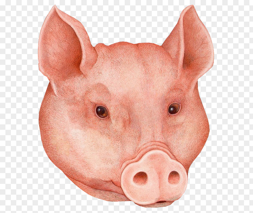 Pig Domestic Мертвые хорошо пахнут: [сборник] Mask Drawing PNG