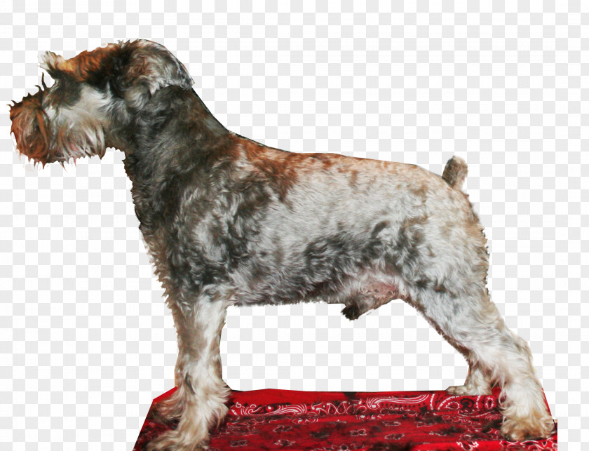 Schnauzer Cesky Terrier Miniature Standard Dog Breed Lakeland PNG