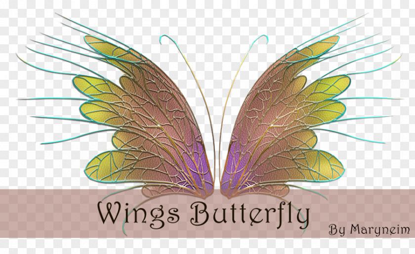 Wings Butterfly Adobe Systems PNG