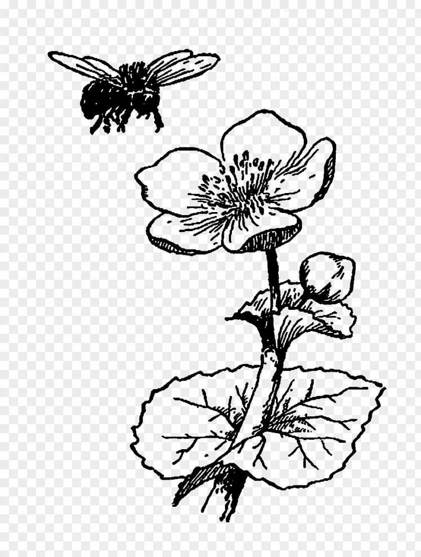 Flower Illustration Bee Drawing Black And White PNG