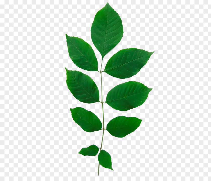 Growth Park Fraxinus Americana Green Ash Emerald Borer Leaf Tree PNG