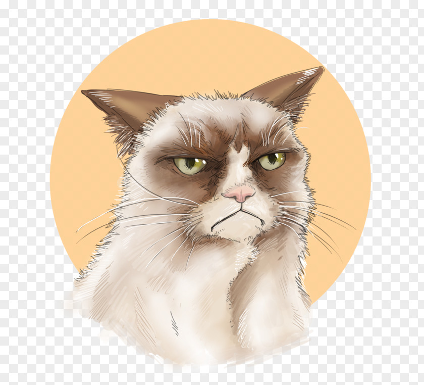 Kitten Whiskers Domestic Short-haired Cat Grumpy PNG