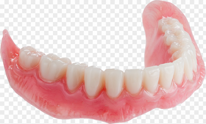 Lower Tooth Dentures Mandible Dental Arch Paper Mill PNG