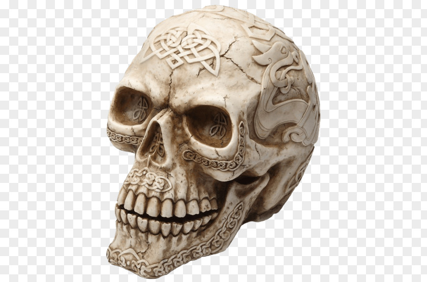 Skull Human Skeleton Head Bone PNG