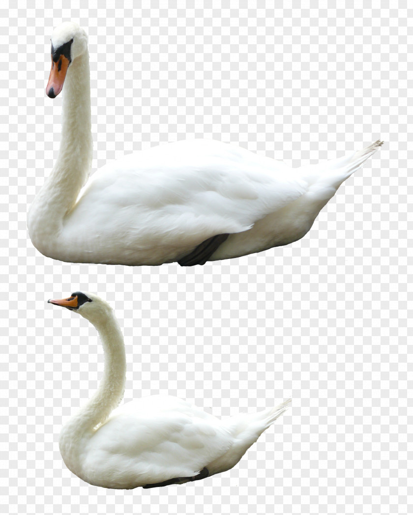 Swan Clip Art PNG