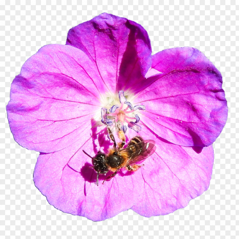 Bee Honey Art Clip PNG