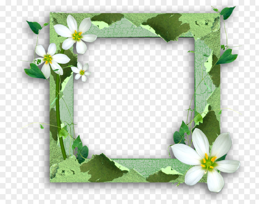 Frame Green Picture Frames Photography Image Paper PNG