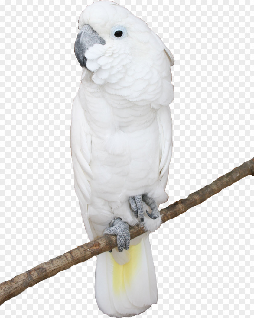 Parrot Bird Cockatoo Parakeet Blue-and-yellow Macaw PNG