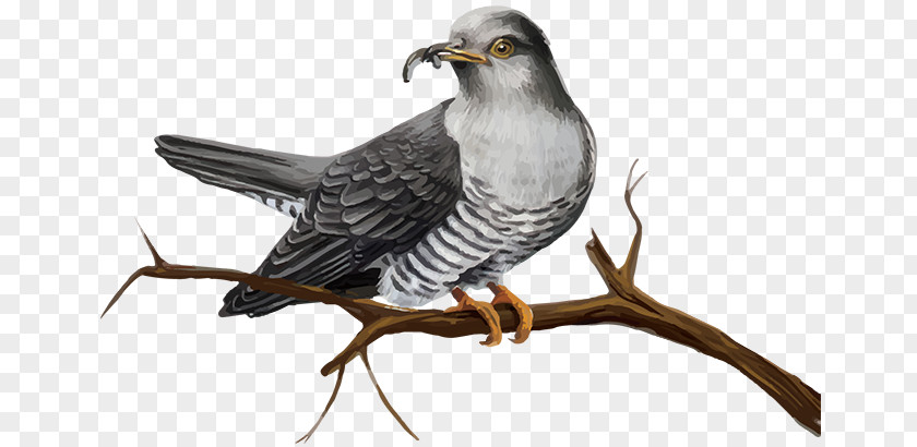 Photography Common Cuckoo PNG