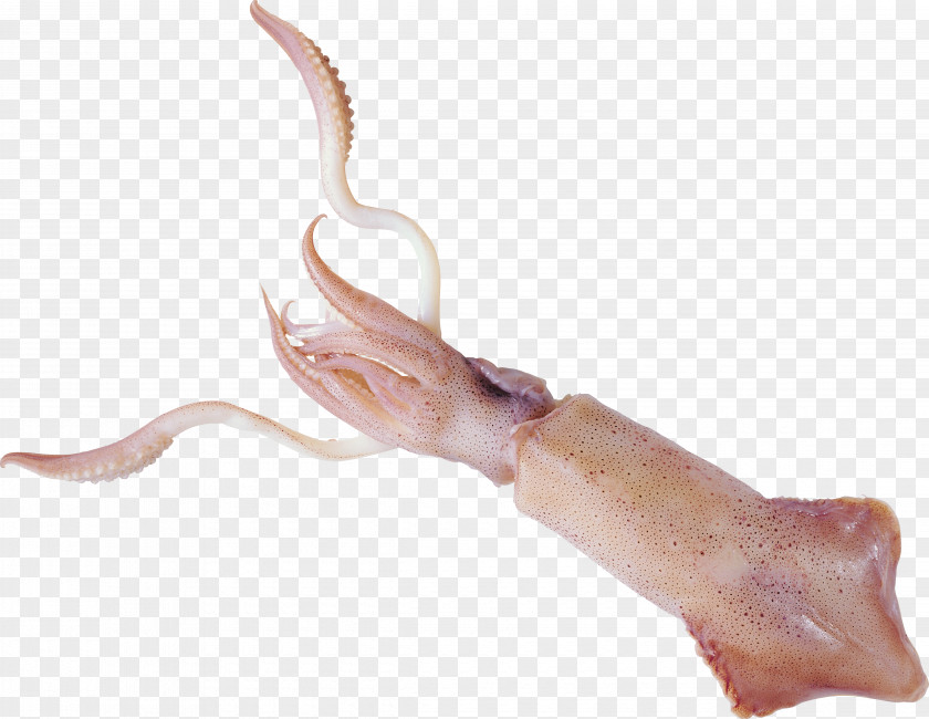 Shrimps Squid As Food Octopus PNG