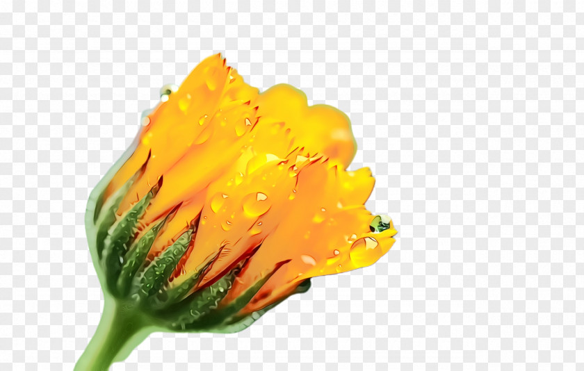 Tulip Plant Marigold Flower PNG