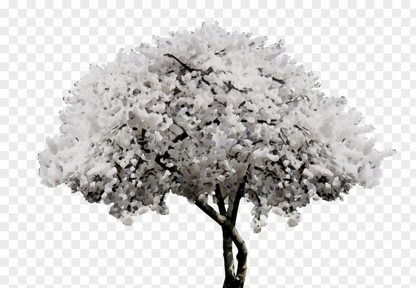 Branch Tree Image Nature PNG