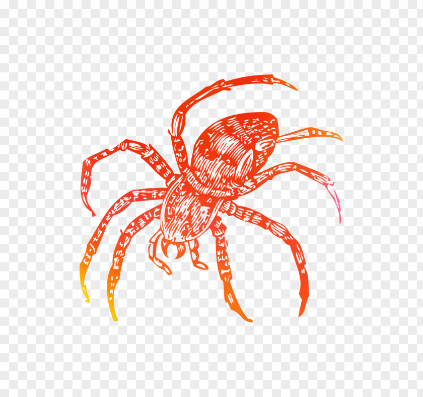 Crab Decapods Insect Clip Art Line PNG