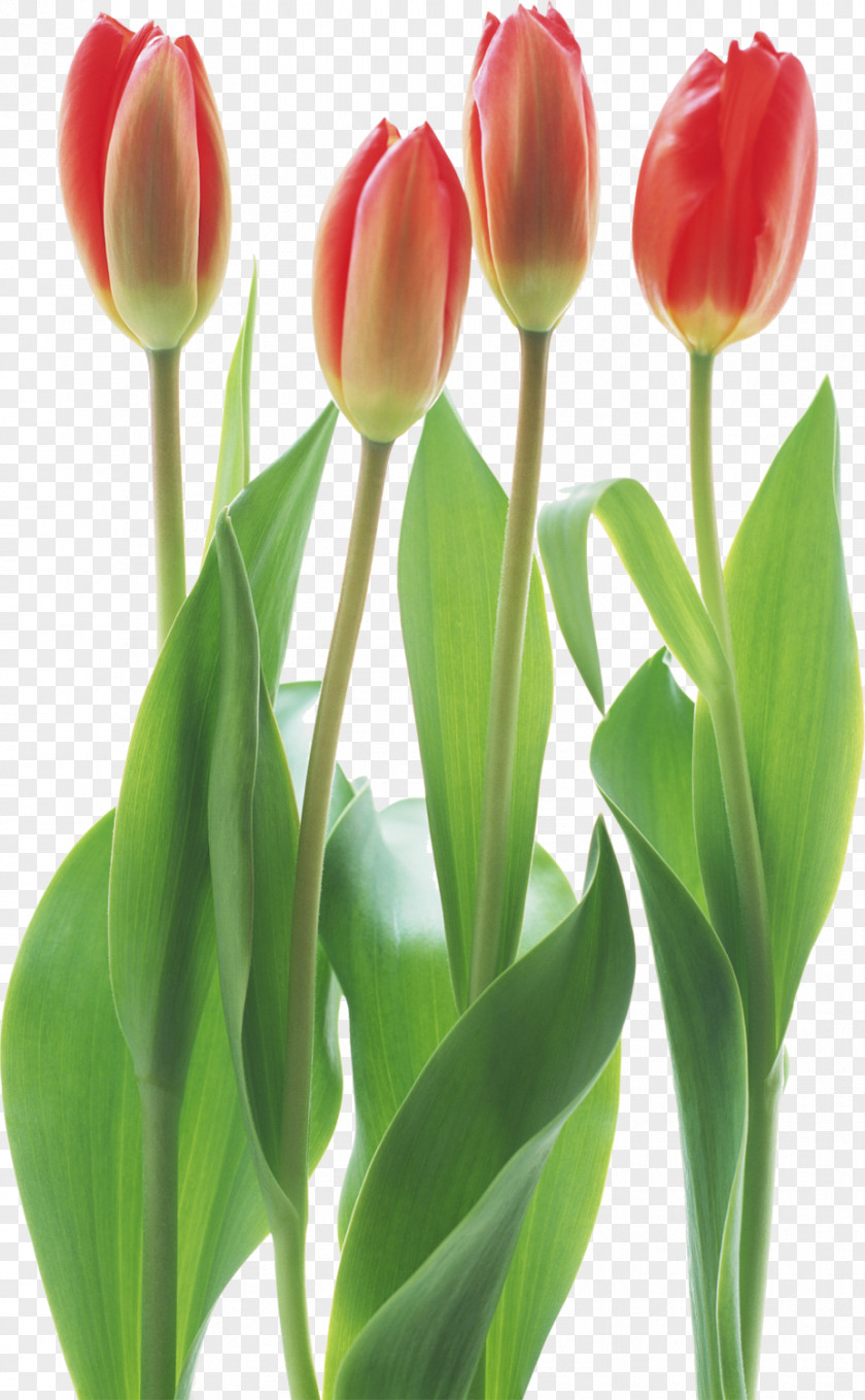 Tulip Cut Flowers Floristry PNG