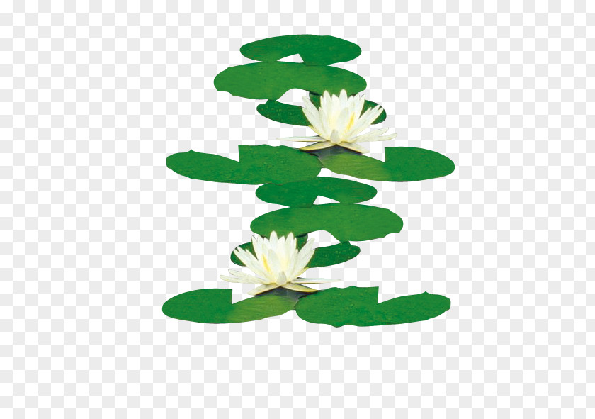 Water Lilies Nelumbo Nucifera Icon PNG