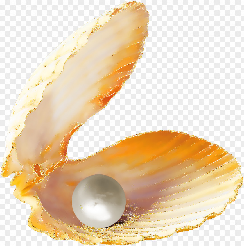 Beautiful Orange Pearl Scallops Oyster Seashell Slanted PNG