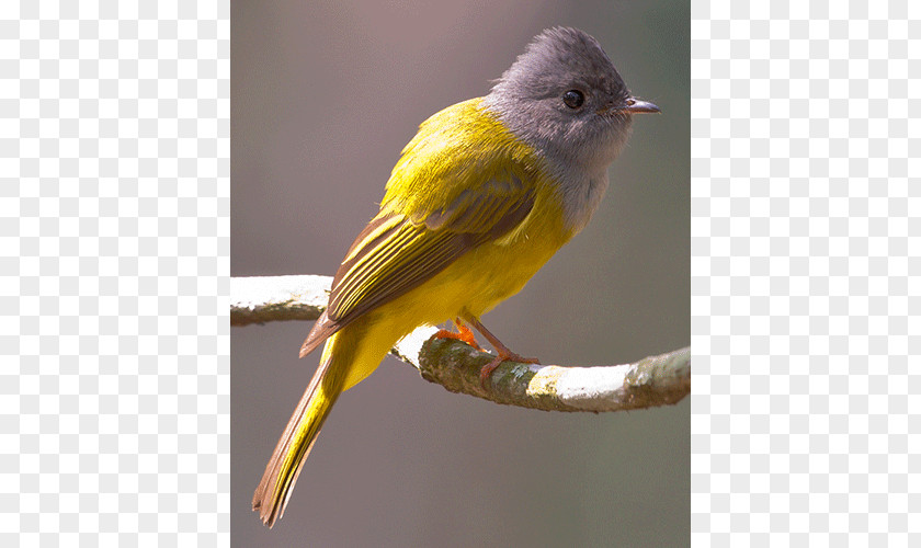 Bird Finch Red Factor Canary Yellow Old World Flycatcher PNG